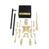 Funtime Gifts Anatomical Skeleton
